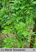 Wisteria sinensis Alba