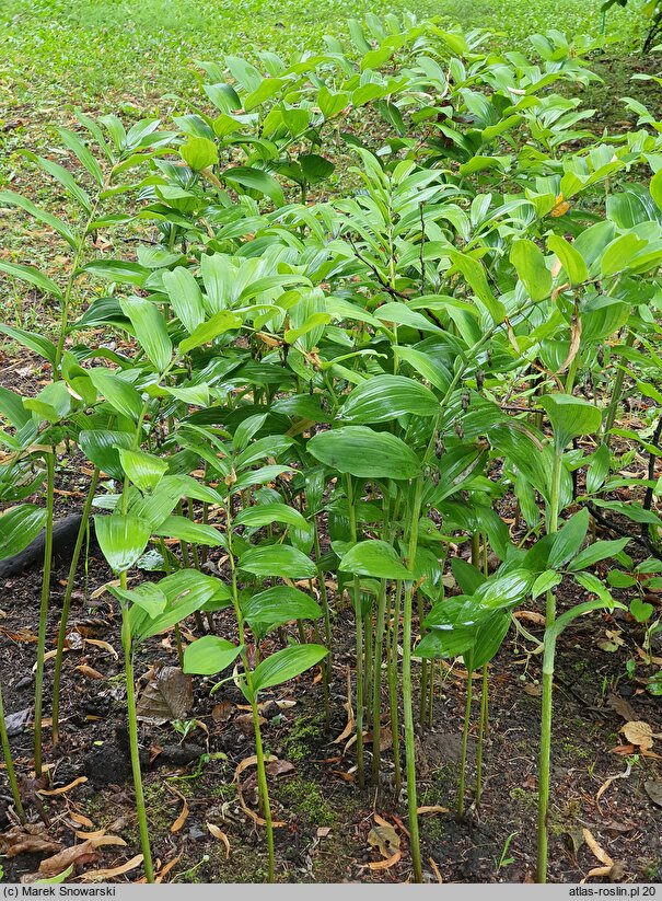 Polygonatum biflorum (kokoryczka olbrzymia)