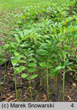 Polygonatum biflorum (kokoryczka olbrzymia)