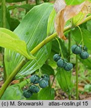 Polygonatum biflorum (kokoryczka olbrzymia)