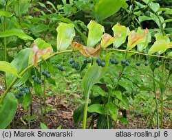 Polygonatum biflorum (kokoryczka olbrzymia)