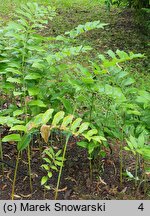 Polygonatum biflorum (kokoryczka olbrzymia)