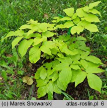 Aralia cordata Sun King