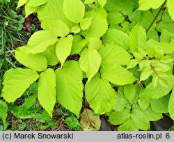 Aralia cordata Sun King