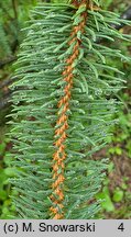 Picea abies Cranstonii