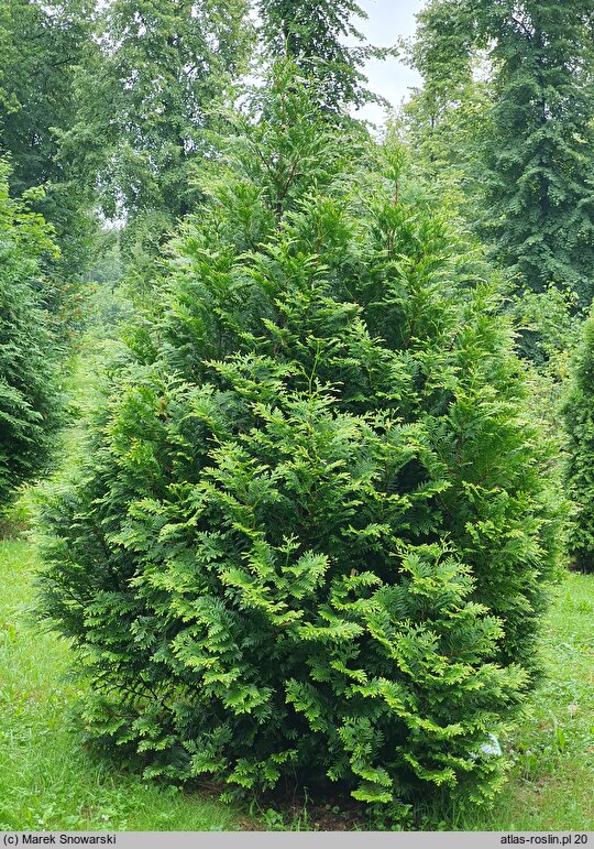 Thuja plicata Kórnik