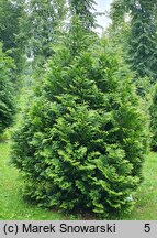 Thuja plicata Kórnik