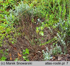 Veronica pinguifolia (hebe tłustolistna)