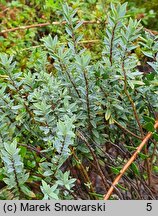 Veronica pinguifolia (hebe tłustolistna)