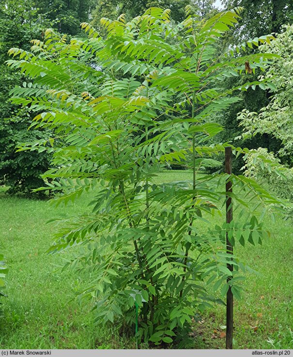 Toona sinensis (cedrówka chińska)