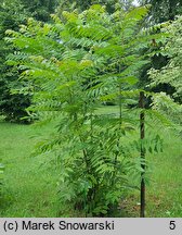 Toona sinensis (cedrówka chińska)