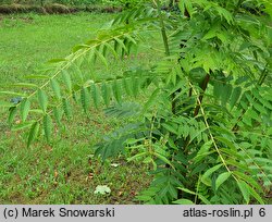 Toona sinensis (cedrówka chińska)