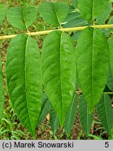 Toona sinensis (cedrówka chińska)