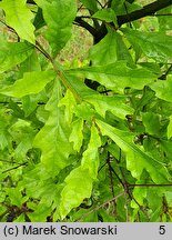 Quercus nigra (dąb wodny)