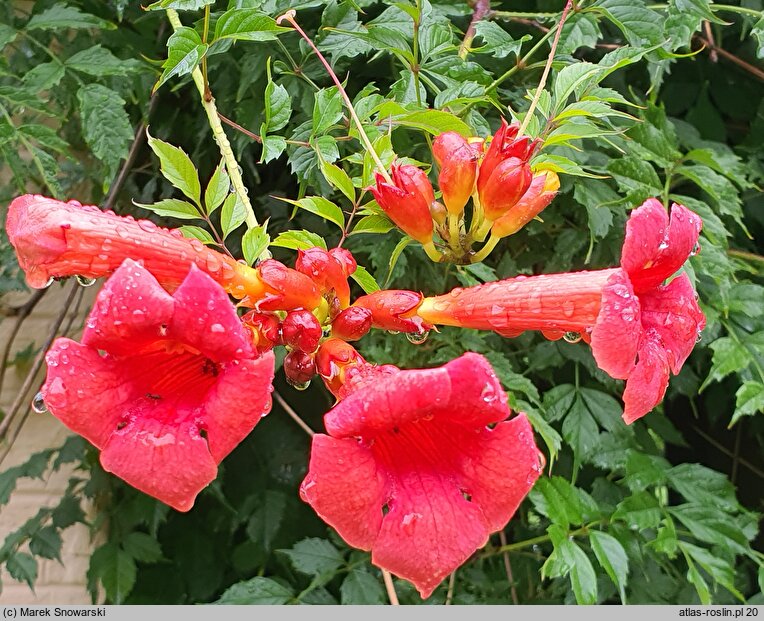 Campsis radicans Flamenco