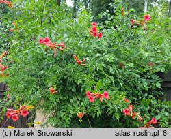 Campsis radicans Flamenco