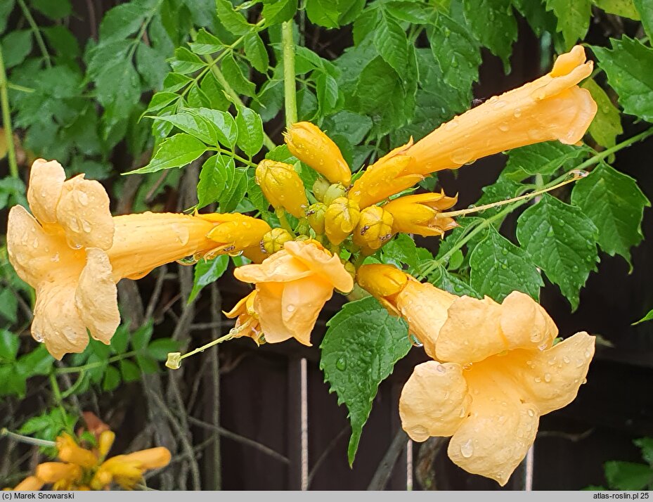 Campsis radicans Flava