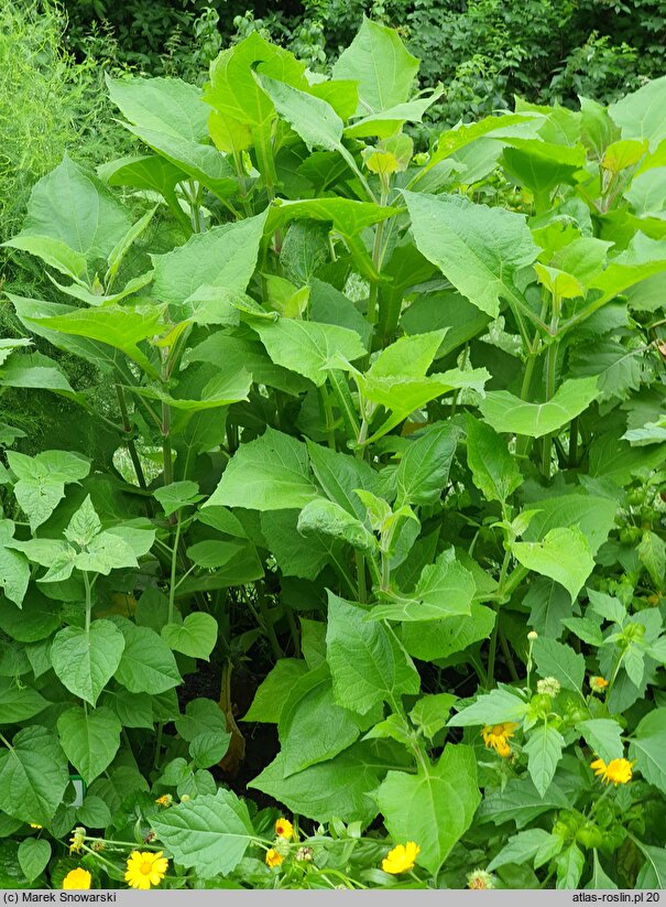 Smallanthus sonchifolius (Yacón)