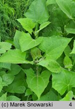 Smallanthus sonchifolius (Yacón)