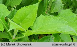 Smallanthus sonchifolius (Yacón)