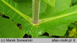 Smallanthus sonchifolius (Yacón)
