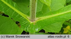 Smallanthus sonchifolius (Yacón)