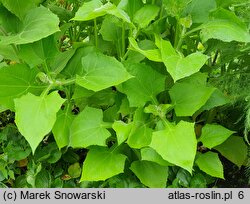 Smallanthus sonchifolius (Yacón)