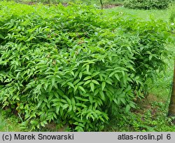 Rubus illecebrosus (jeżyna (malina) ponętna)