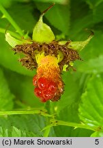 Rubus illecebrosus (jeżyna (malina) ponętna)