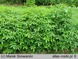 Rubus illecebrosus (jeżyna (malina) ponętna)