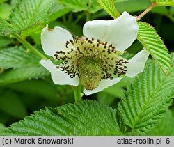 Rubus illecebrosus (jeżyna (malina) ponętna)