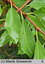 Cerasus fruticosa (wiśnia karłowata)