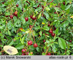 Cerasus fruticosa (wiśnia karłowata)