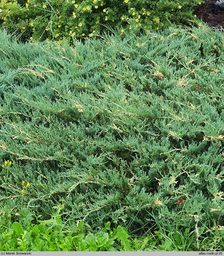 Juniperus chinensis Expansa Variegata