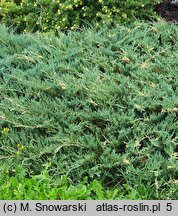 Juniperus chinensis Expansa Variegata