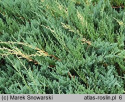 Juniperus chinensis Expansa *