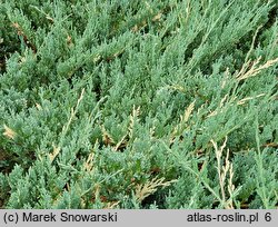 Juniperus chinensis Expansa Variegata