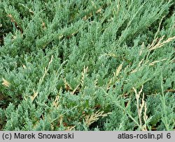 Juniperus chinensis Expansa *