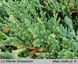 Juniperus chinensis Expansa Variegata