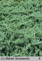 Juniperus horizontalis Blue Chip