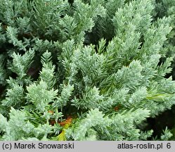 Juniperus horizontalis Blue Chip