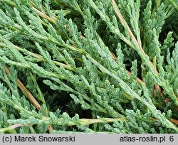 Juniperus horizontalis Wiltonii