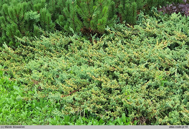 Juniperus procumbens Kishiogima