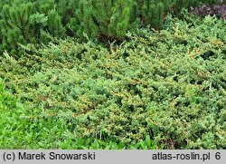 Juniperus procumbens Kishiogima