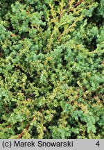 Juniperus procumbens Kishiogima