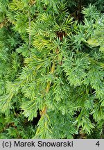 Juniperus procumbens Kishiogima