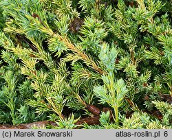 Juniperus procumbens Kishiogima