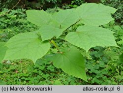 Catalpa bungei (surmia Fargesa)