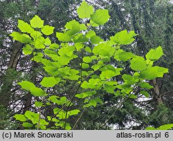 Catalpa bungei (surmia Fargesa)