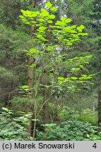 Catalpa bungei (surmia Fargesa)